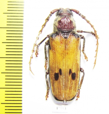 Gigantotrichoderes ? conicicollis  Ecuador - INSECTS-STORE.RU