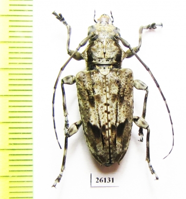 Cerambycidae sp.  Costa Rica - INSECTS-STORE.RU