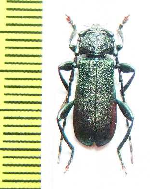 Ropalopus natalyiae  Iran, Mazandaran prov. - INSECTS-STORE.RU