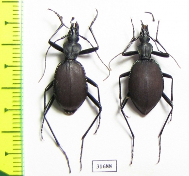 Scaphinotus angusticollis, pair  USA - INSECTS-STORE.RU