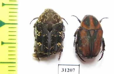 Cetoniinae sp.  Indonesia, Bali isl. - INSECTS-STORE.RU