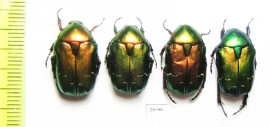 Cetonia aurata pisana  France - INSECTS-STORE.RU