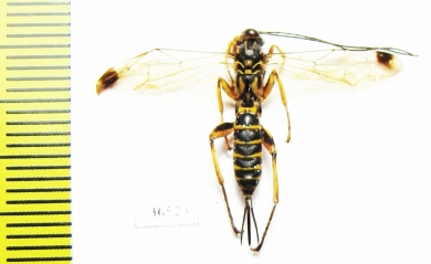 Ichneumonoidea sp.  Indonesia, Sumatra - INSECTS-STORE.RU