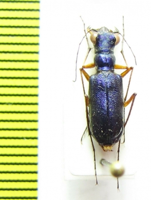 Heptodonta eugenia  Thailand - INSECTS-STORE.RU