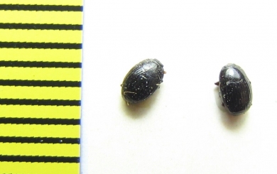 Epierus comptus  Russia, Krasnodar reg. - INSECTS-STORE.RU