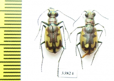 Cicindela willistoni, pair  USA - INSECTS-STORE.RU