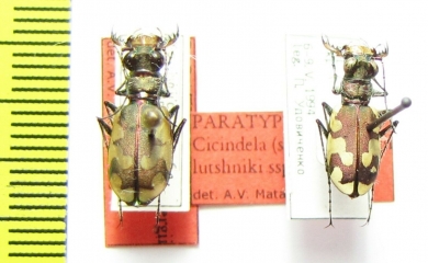 Cicindela sahlbergii lutshniki, pair  Ukraina PARATYPUS - INSECTS-STORE.RU