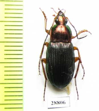 Carabidae sp.  Zambia - INSECTS-STORE.RU