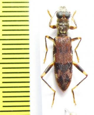 Cleridae sp.  Malaysia - INSECTS-STORE.RU