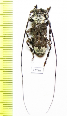 Cerambycidae sp.  South Africa Rep. - INSECTS-STORE.RU