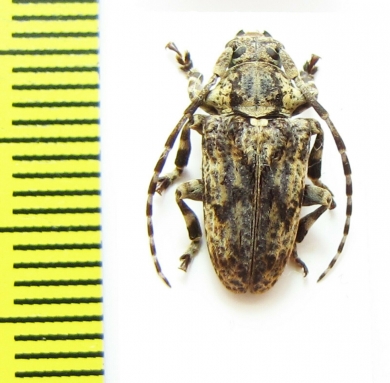 Cerambycidae sp.  Malawi - INSECTS-STORE.RU