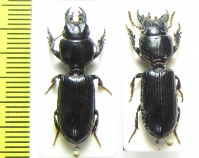 Carabidae sp.  Malawi - INSECTS-STORE.RU