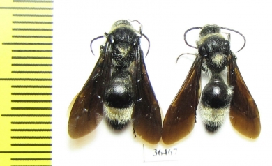 Mutillidae sp.  Kazakhstan - INSECTS-STORE.RU