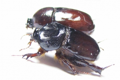 Dipelicus optatus, pair  Australia - INSECTS-STORE.RU