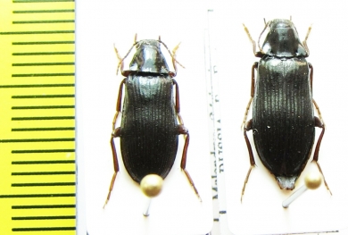 Melandrya mongolica  Russia, Far East - INSECTS-STORE.RU