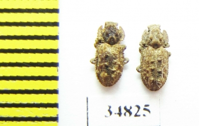 Endophloeus exculptus  Russia, Caucasus - INSECTS-STORE.RU