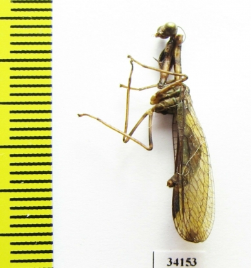 Mantispidae sp.  Ecuador - INSECTS-STORE.RU