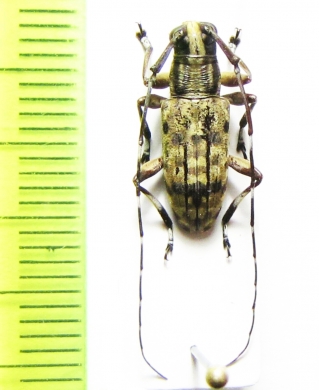 Ereis anthriboides perakensis  Malaysia - INSECTS-STORE.RU