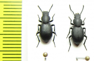 Tenebrionidae sp.  India - INSECTS-STORE.RU