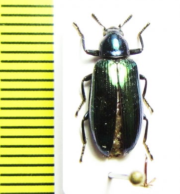 Tenebrionidae sp.  Indonesia, Sulawesi - INSECTS-STORE.RU