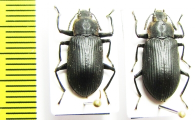 Tenebrionidae sp., pair  Malaysia, Borneo - INSECTS-STORE.RU