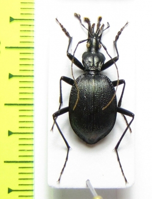 Scaphinotus valentinei  USA, WV - INSECTS-STORE.RU