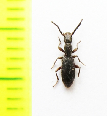 Stenosis armeniacus  Armenia - INSECTS-STORE.RU