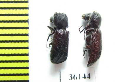 Bostrichidae sp.  Thailand - INSECTS-STORE.RU