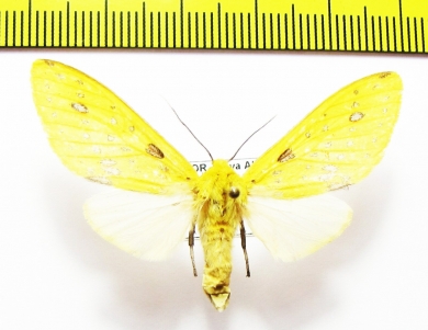 Erebidae sp.  Ecuador - INSECTS-STORE.RU