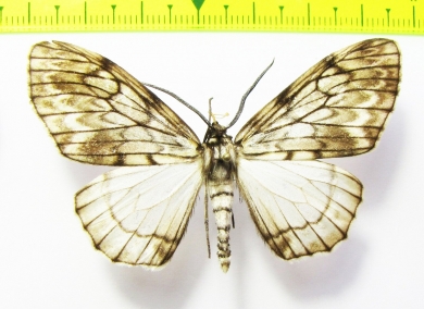 Geometridae sp.  Bolivia - INSECTS-STORE.RU