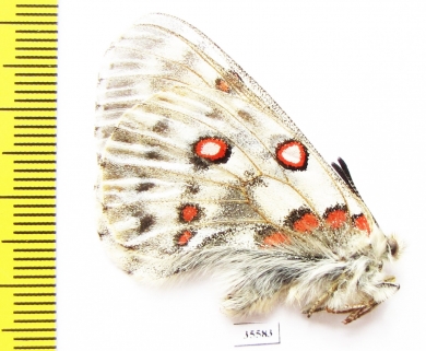 Parnassius tianschanicus insignis  Kirgizstan - INSECTS-STORE.RU