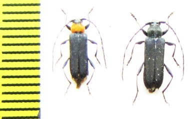 Callideriphus laetus  Chile - INSECTS-STORE.RU