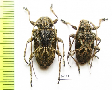 Cerambycidae sp.  Costa Rica - INSECTS-STORE.RU