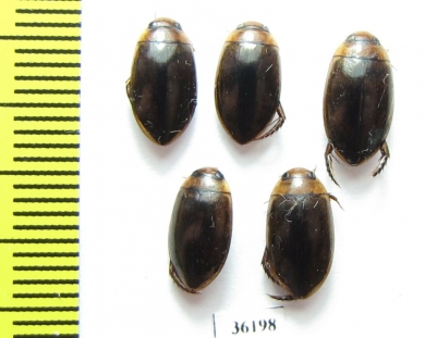 Dytiscidae sp.  Thailand - INSECTS-STORE.RU