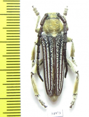 Mallosia caucasica  Armenia - INSECTS-STORE.RU