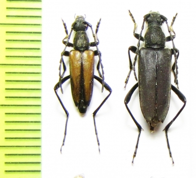 Anastrangalia sequensi, pair  Russia, Tuva reg. - INSECTS-STORE.RU