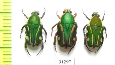 Cetoniinae sp.  Indonesia, Ceram isl. - INSECTS-STORE.RU