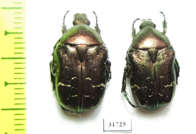 Cetonia aurata  France - INSECTS-STORE.RU