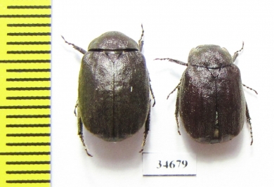 Melolonthinae sp.  Indonesia, Kalimantan - INSECTS-STORE.RU