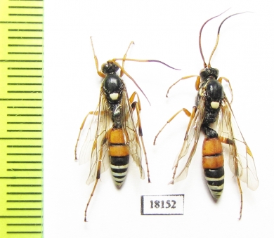 Ichneumonoidea sp.  Kazakhstan - INSECTS-STORE.RU