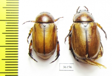 Rutelinae sp.  Thailand - INSECTS-STORE.RU