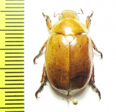 Anoplognathus sp.  Australia - INSECTS-STORE.RU