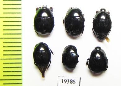 Euspilotus azureus, Hister sp.  Paraguay - INSECTS-STORE.RU