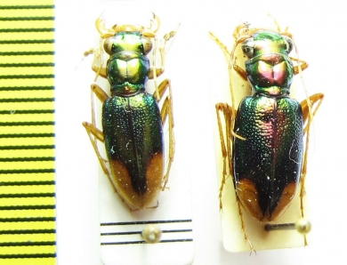 Tetracha thomsoniana, pair  Bolivia - INSECTS-STORE.RU