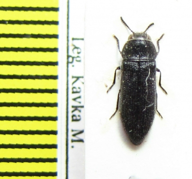 Acmaeodera sp.  Bulgaria - INSECTS-STORE.RU