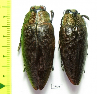 Steraspis sp., pair  Tanzania - INSECTS-STORE.RU
