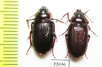 Carabidae sp.  Zambia - INSECTS-STORE.RU