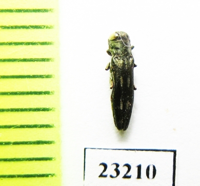 Agrilus sp.  Peru - INSECTS-STORE.RU