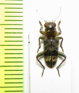 Stygmatium sp.  Philippines - INSECTS-STORE.RU