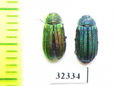 Melyridae sp.  South Africa Rep. - INSECTS-STORE.RU